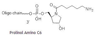 Bio-Synthesis Inc. Oligo Structure